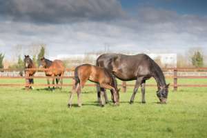 Equilume Belfield Light Mask