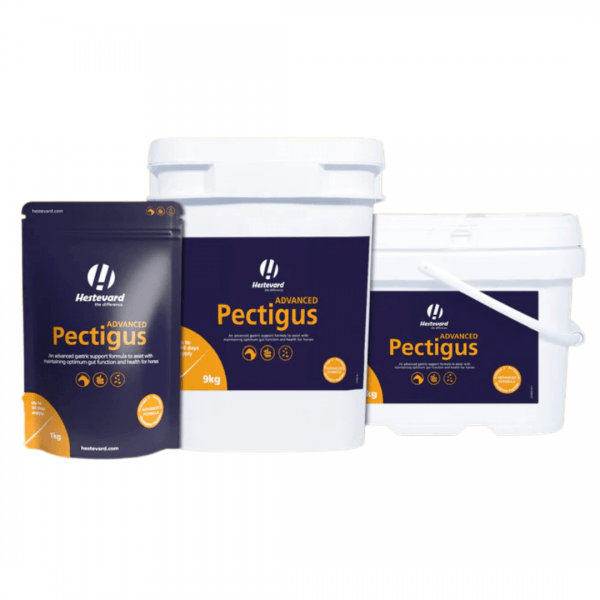 Hestevard Pectigus Advanced