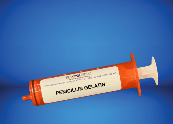 Penicillin Gelatin
