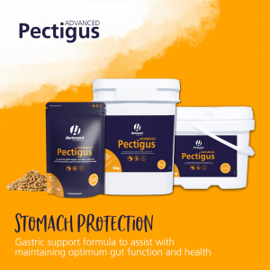 Hestevard Pectigus Advanced
