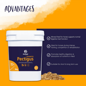 Hestevard Pectigus Advanced