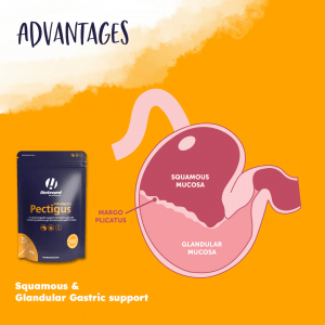 Hestevard Pectigus Advanced