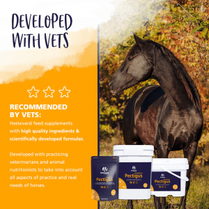 Hestevard Pectigus Advanced